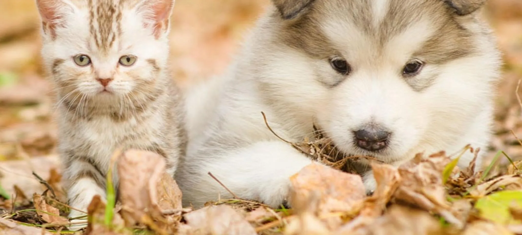 Kitten and puppy laying in leaves of grass